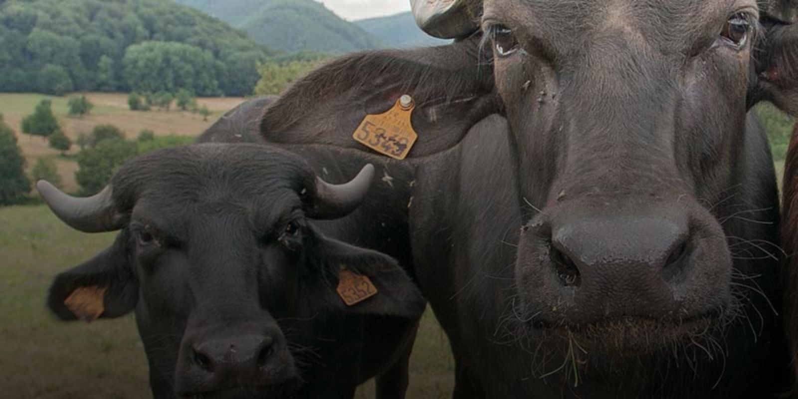 水牛チーズ・ チーズとワイン専門店 ・ Le Comptoir | Le Comptoir