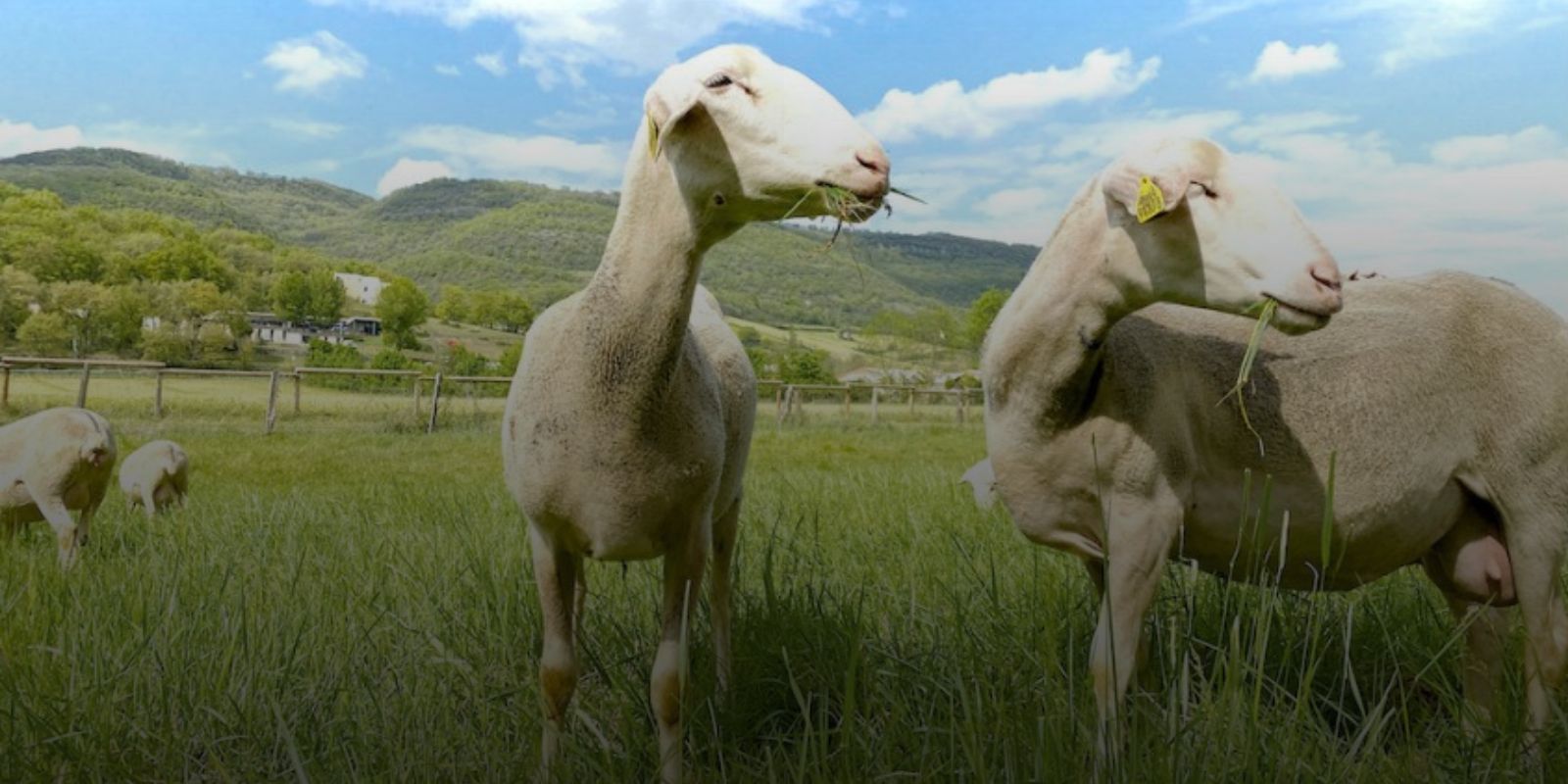 羊乳チーズ | Le Comptoir